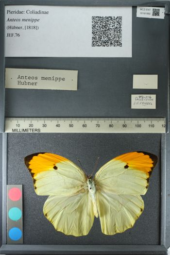 Media type: image;   Entomology 181992